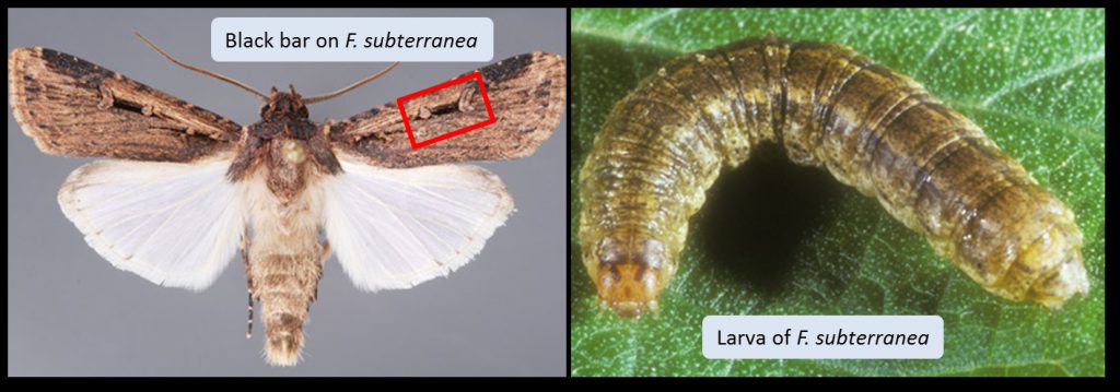 Cutworms: My plants have fallen and can't get up! - UF/IFAS Pest Alert