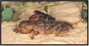 The Larra wasp will stung and paralyzed a mole crickets, then lay one or two eggs on it.