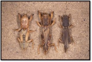 The three introduced mole cricket species are shortwinged mole cricket, tawny mole cricket, and southern mole cricket.