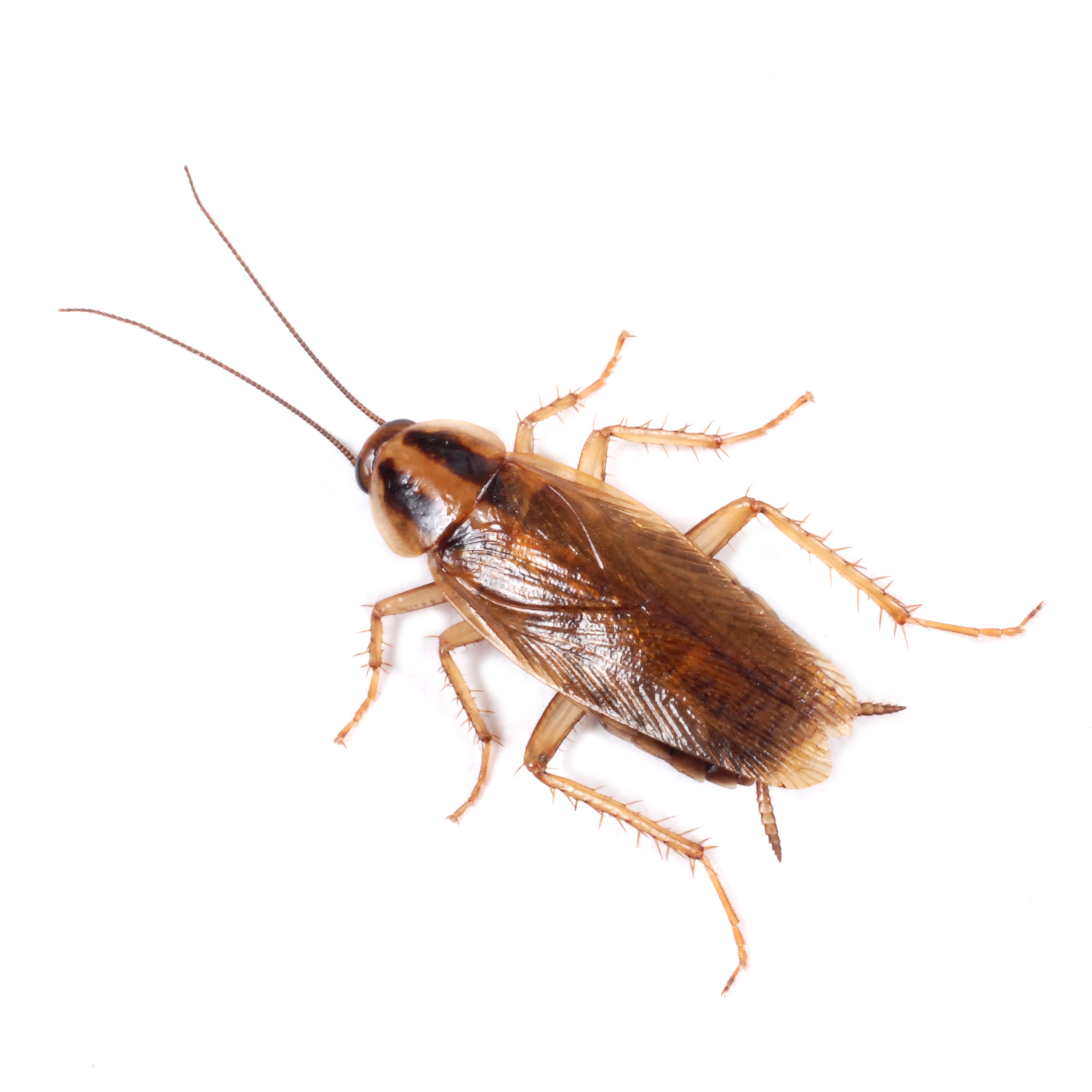 Warning Cockroaches Seeking Warmth UF/IFAS Pest Alert