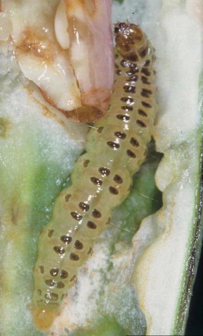 Detection Of A Bean Pod Borer Moth Maruca Vitrata In Florida Uf