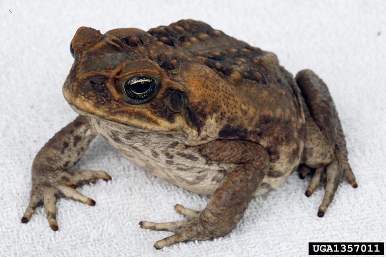 Invasive Cane Toad