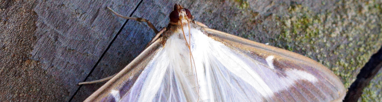 Cydalima perspectalis (box tree moth) in North America - UF/IFAS Pest Alert