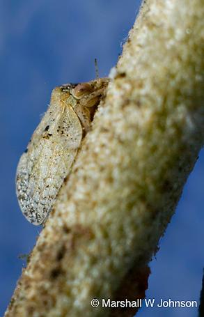 Olive psyllid - UF/IFAS Pest Alert