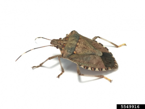 An adult of Brown Marmorated Stink Bugs