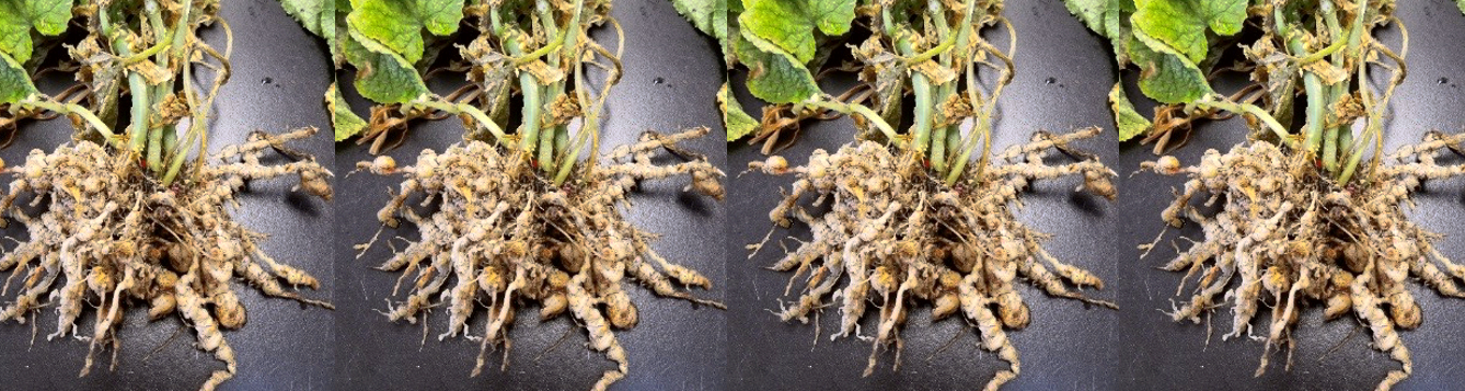 Those swellings on the roots could be root-knot nematodes - UF/IFAS ...