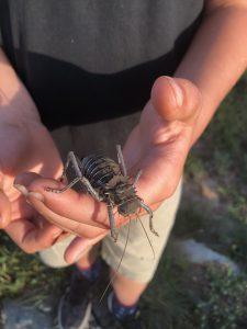 Large insect in hands of person