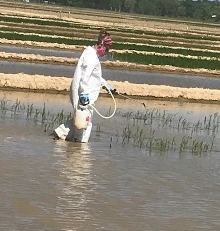 A woman walking in a rice field spraying pesticide
