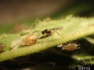 A parasitoid wasp laying an egg in an aphid