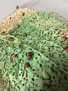 An example of biological control. Red beetles on leaf tissue which they have consumed