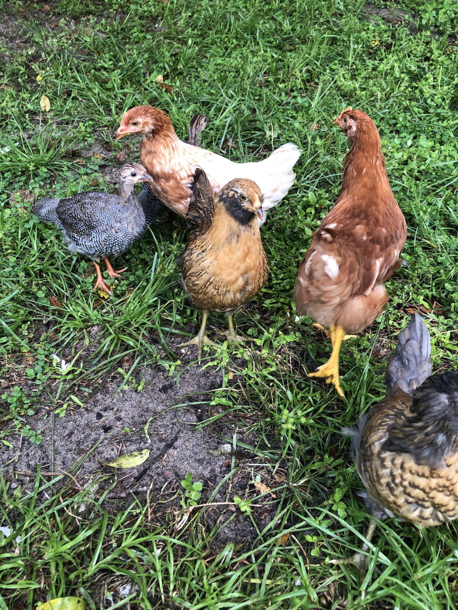 Pesticides and Pets Is My Cat or Dog Safe? Pesticide Information