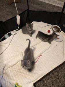 Three kittens in a play pen