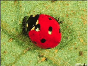A red ladybug on a leaf. Does Pest Identification Contribute to Safety?