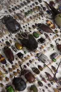 A collection of pinned beetles