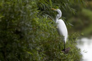 A white bird in vegetation on the shore