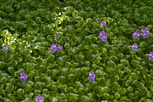 A green plant mass with purple flowers. Water hyacinth.