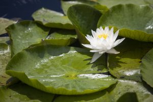 A green lily pad and white lily flower