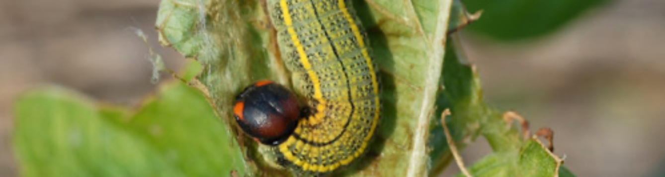 Beanleaf roller caterpillar