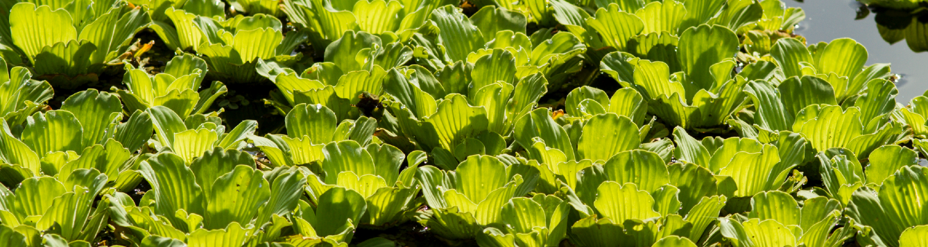 A green plant mass of water lettuce