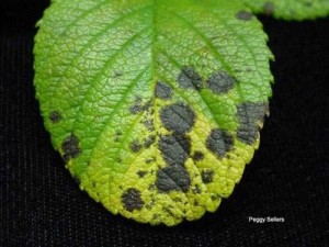 black spot disease on rose leaf