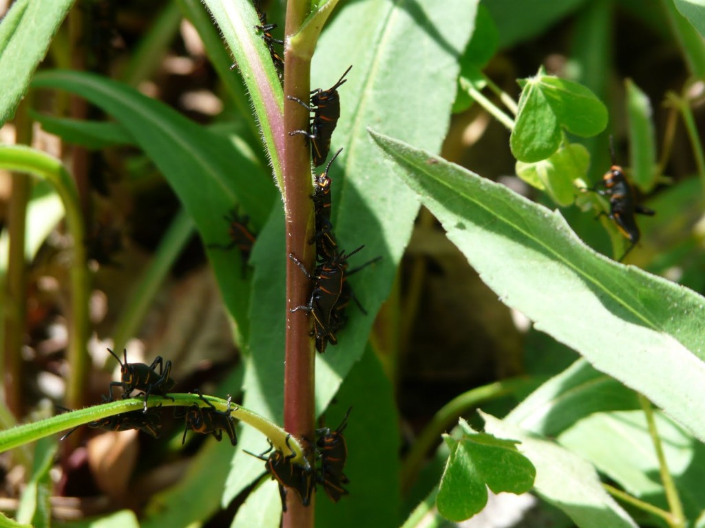 The Eastern Lubber Grasshopper - UF/IFAS Extension Pinellas County