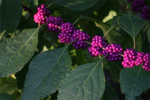 beautyberry_big