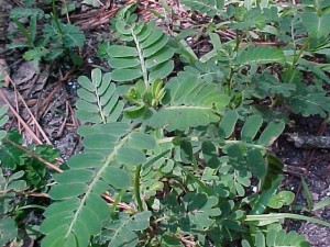 chambitter ifas okeechobee