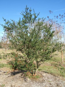 ilex_vomitoria_dodds_cranberry_winter_big