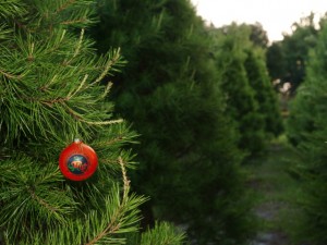 Christmas tree plantation