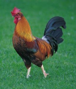 SEMINOLE DISCUSSION GROUP ON RECYCLING AND SUSTAINABILITY