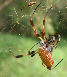 523px-Golden_silk_spider_-_Nephila_clavipes