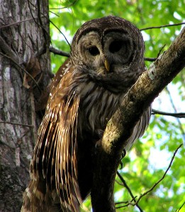 522px-Hontoon_Dead_-_Barred_Owl