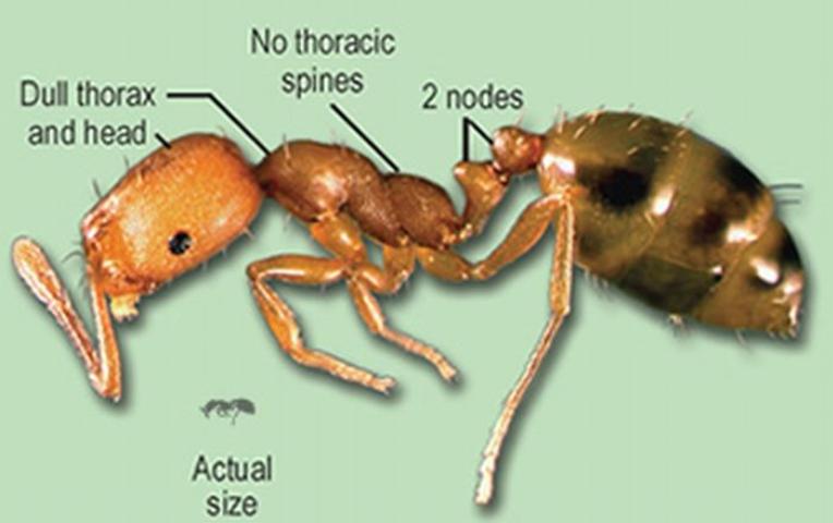 pharoh ant