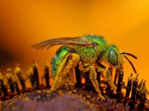 Iridescent Green Sweat Bee, Photo: Wiki Commons