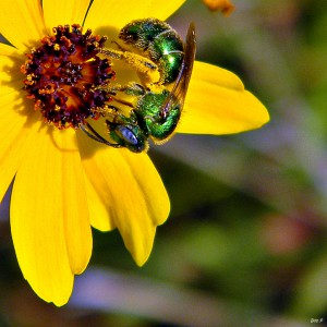 By Bob Peterson from North Palm Beach, Florida, Planet Earth! [CC BY-SA 2.0 (http://creativecommons.org/licenses/by-sa/2.0)], via Wikimedia Commons