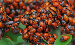 Convergent Lady Beetles, Photo: UF/IFAS