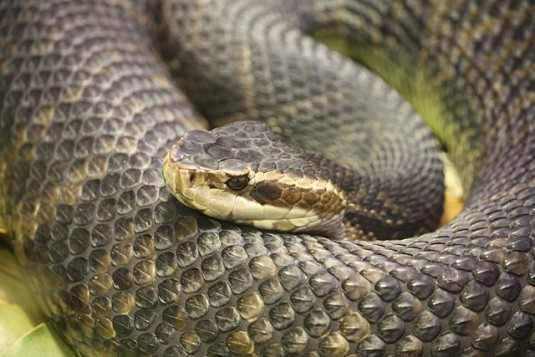 Snakes: Friend or Foe? - UF/IFAS Extension Pinellas County