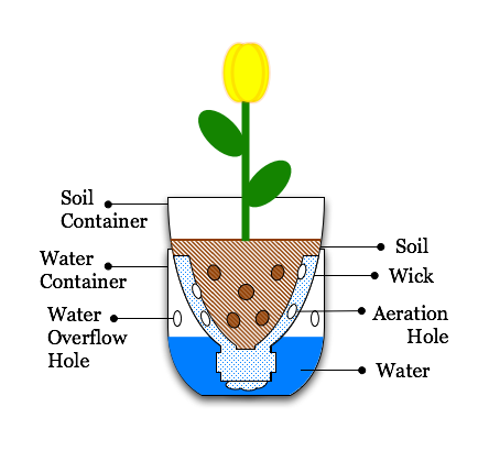 This simple sub-irrigated planter constructed from a soda bottle illustrates the concepts at work. Source: Wikipedia Commons