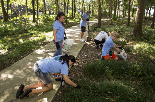 Benefits Of Urban Trees Uf Ifas Extension Pinellas County