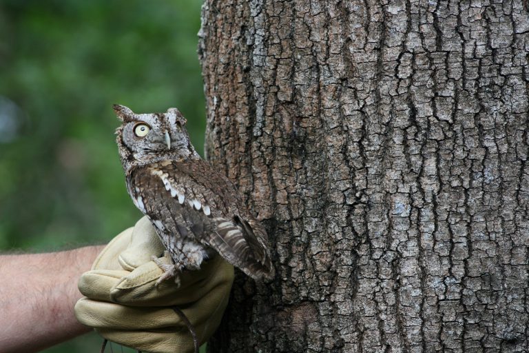 Florida’s Smallest Owl UF/IFAS Extension Pinellas County