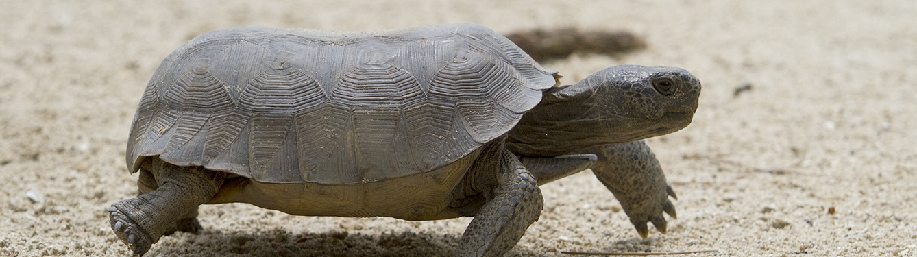 New Gopher Tortoise App - UF/IFAS Extension Pinellas County