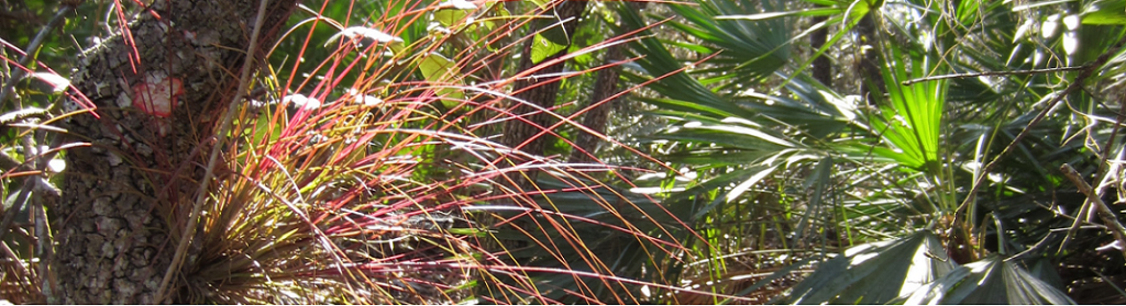 Pinellas Epiphytes Uf Ifas Extension Pinellas County