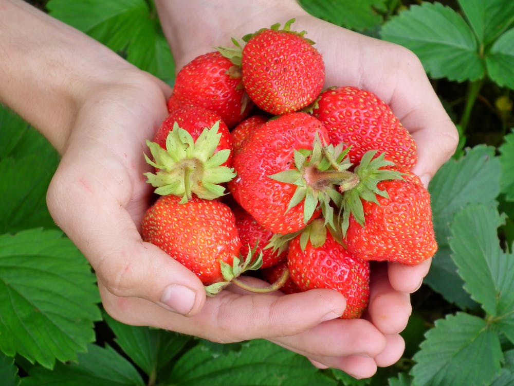 A person holding a bunch of strawberries in their hands. 