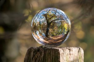 A glass sphere on top of a stump, with a tree in the background being magnified by the glass sphere.