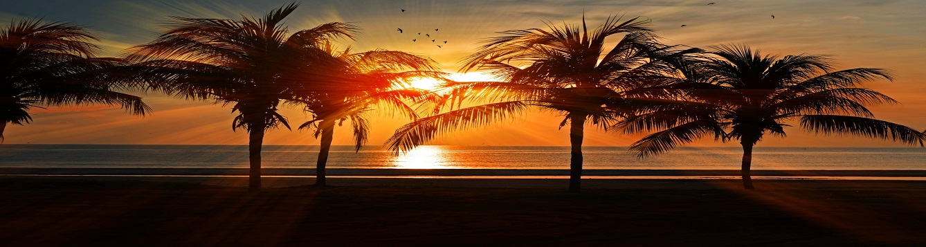 Sunset over the ocean with palm trees