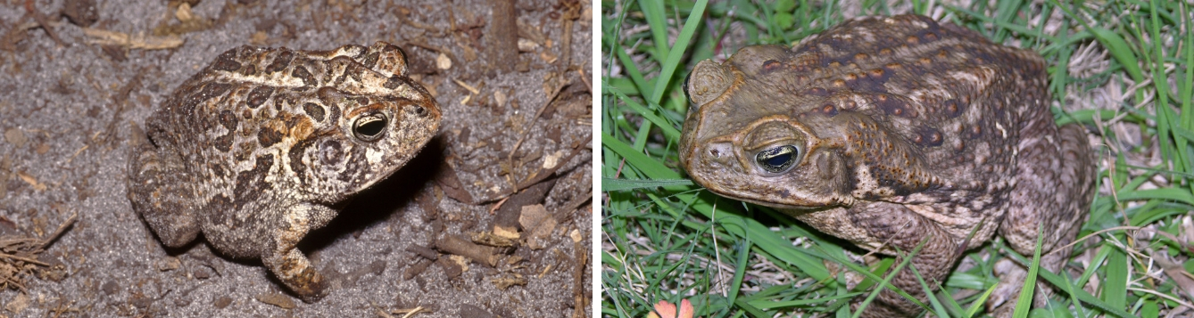 Commonly Confused Frogs Toads Of Florida UF IFAS Extension Pinellas 