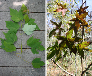 A Maple Tree...Or Not? - UF/IFAS Extension Pinellas County