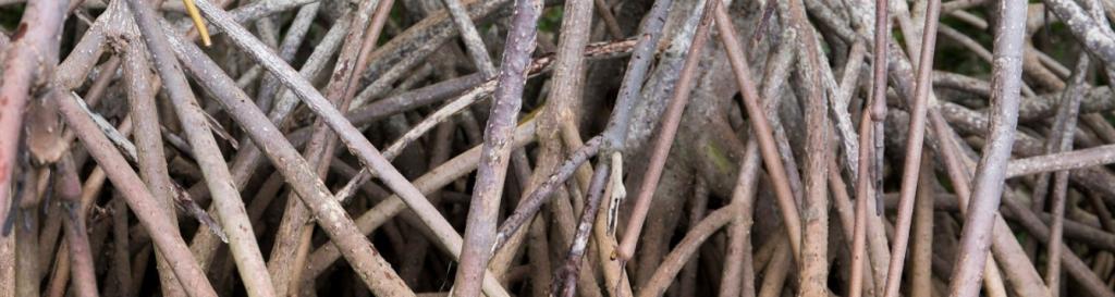 Mangorve shoots emerging from the water at Weedon Island Preserve in Pinellas County, Florida.