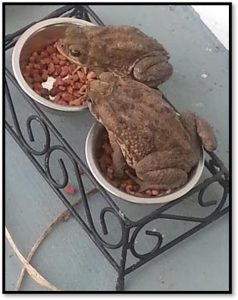 Cane toads in pet food bowls