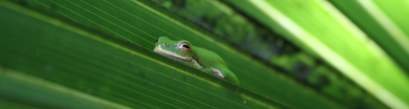 Treefrog resting on saw palmetto frond.